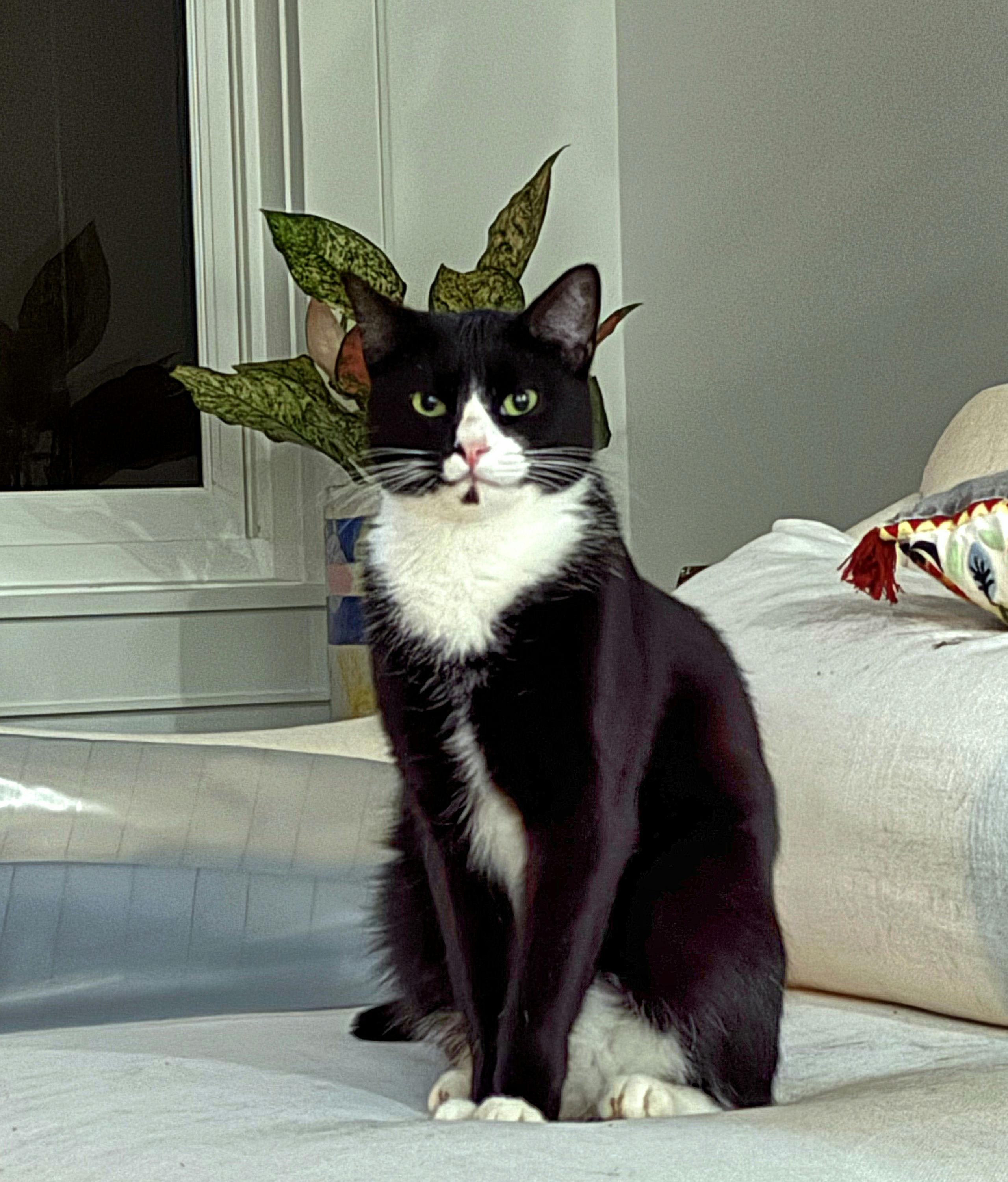 Binx, Adoptable, Young Male Domestic Short Hair & Tuxedo.