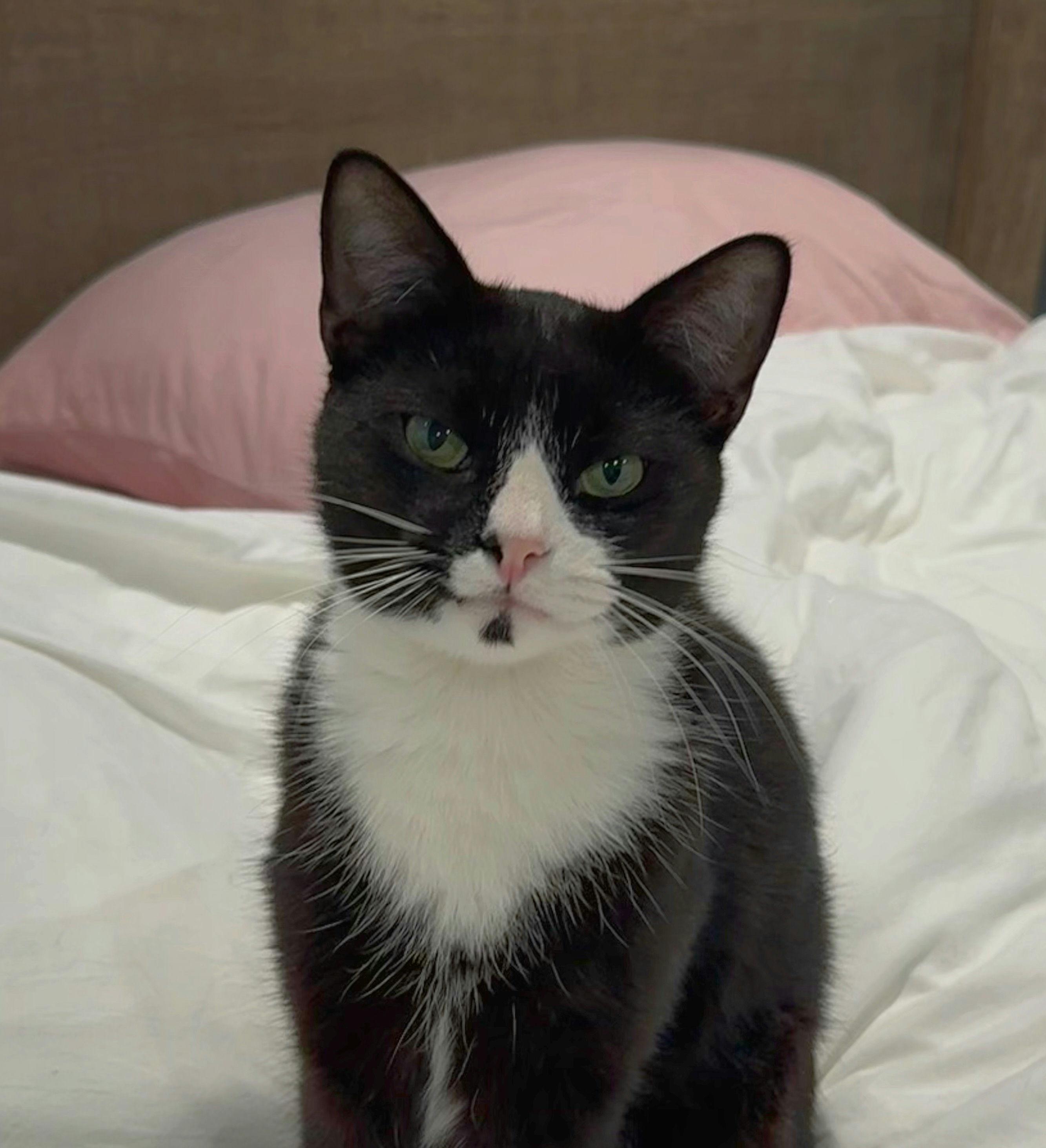 Enlarge Binx, a Adoptable mixed breed in Houston, TX image 2/6