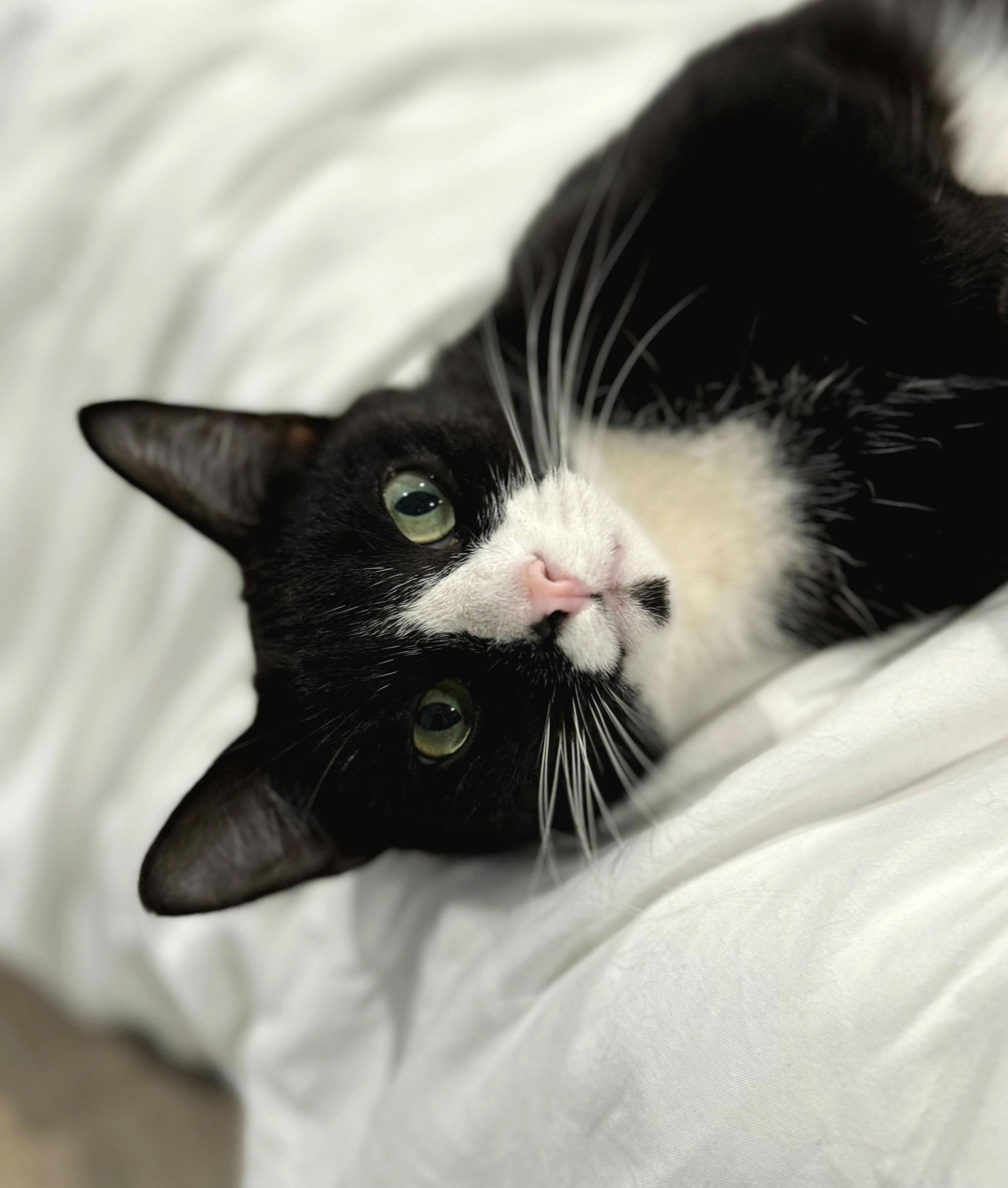 Enlarge Binx, a Adoptable mixed breed in Houston, TX image 4/6