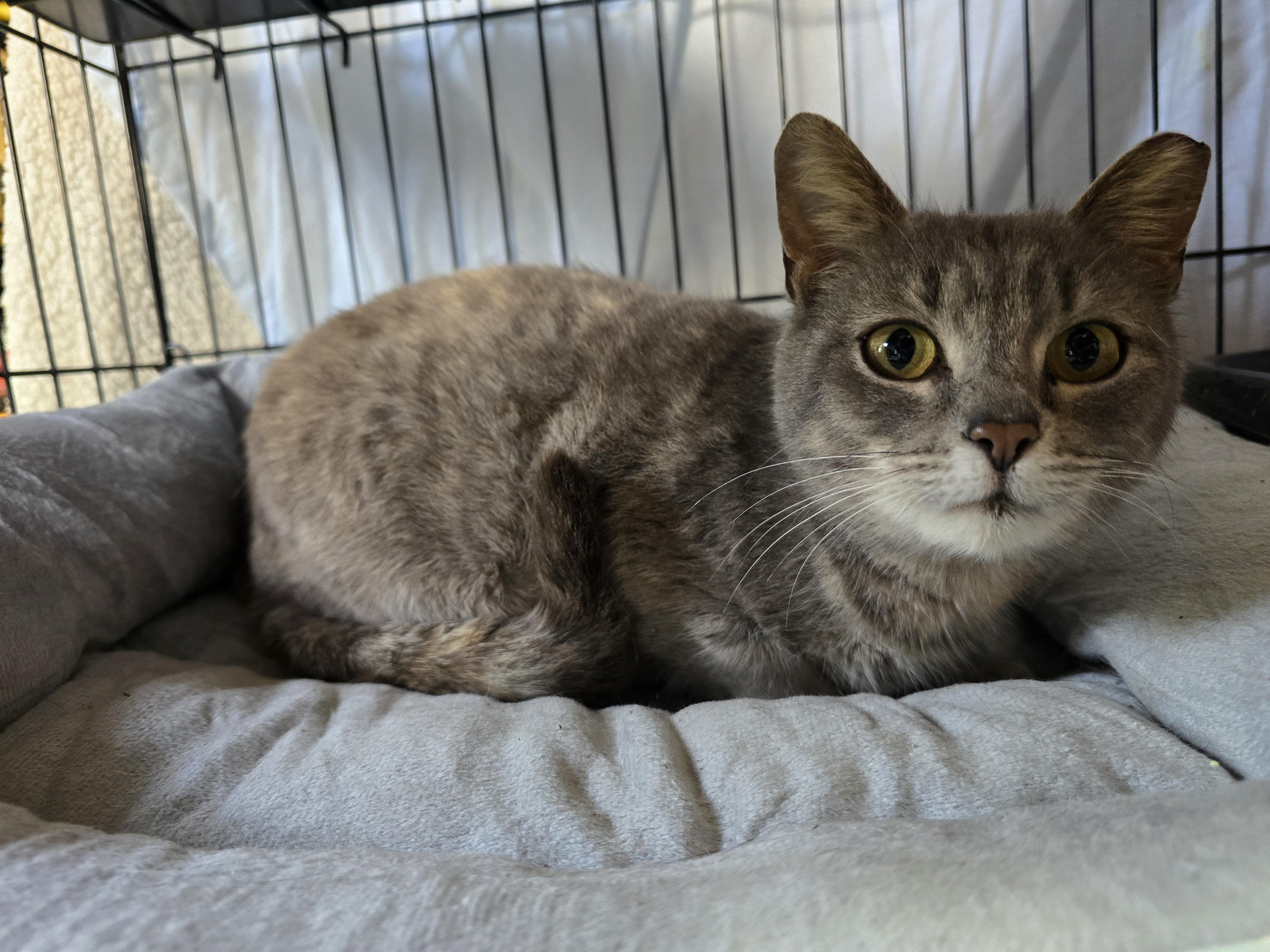 Enlarge Lovebug, an adopted Dilute Calico in East Lansing, MI image 6/6