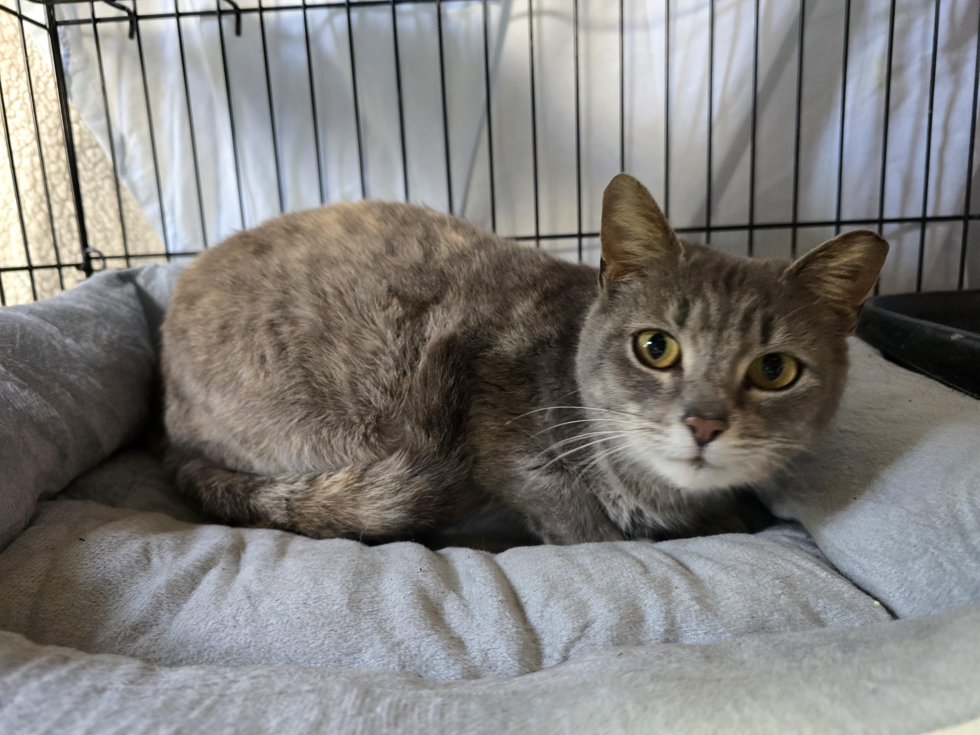 Lovebug, adopted, Young Female Dilute Calico.