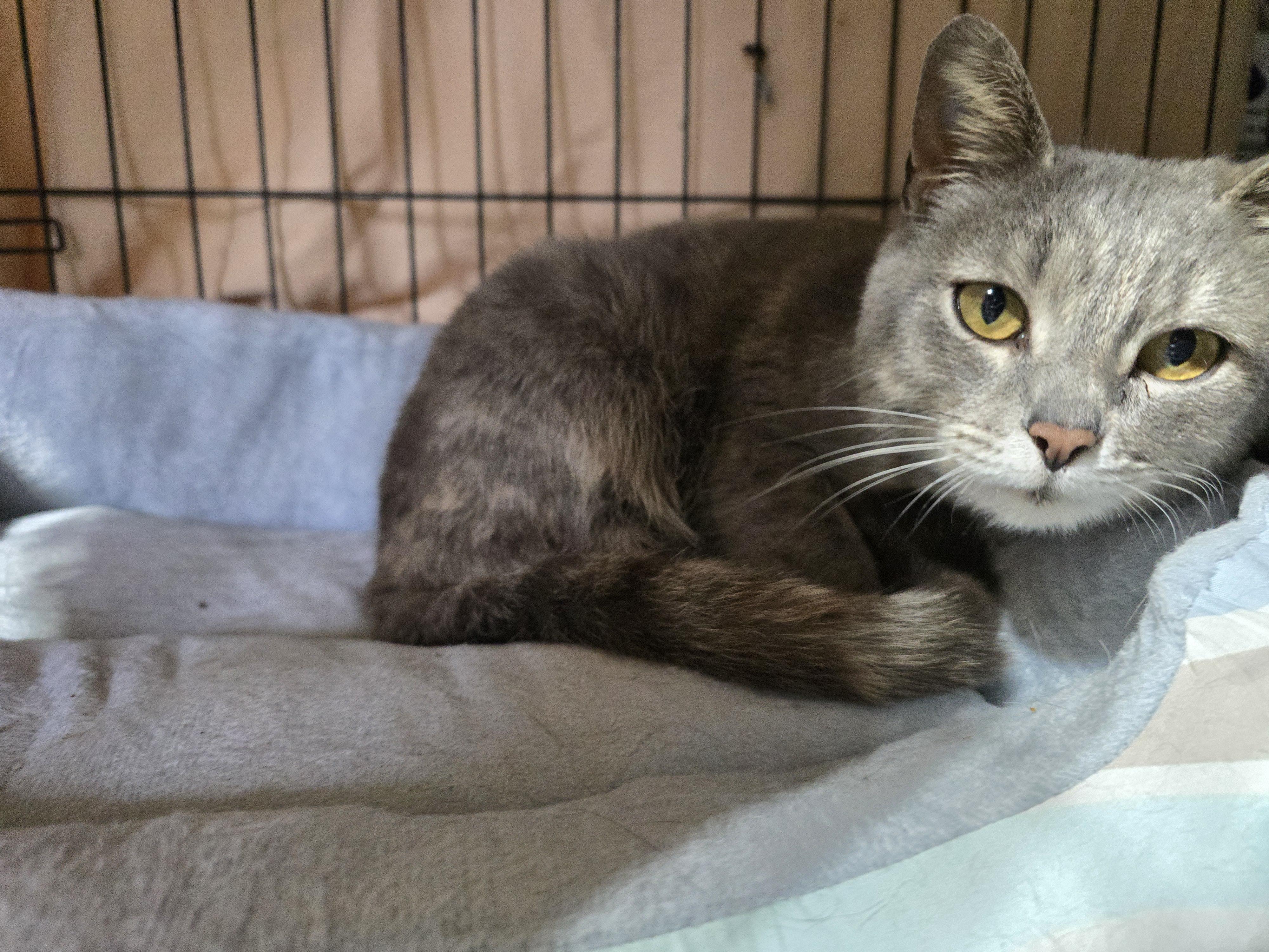 Enlarge Lovebug, an adopted Dilute Calico in East Lansing, MI image 4/6