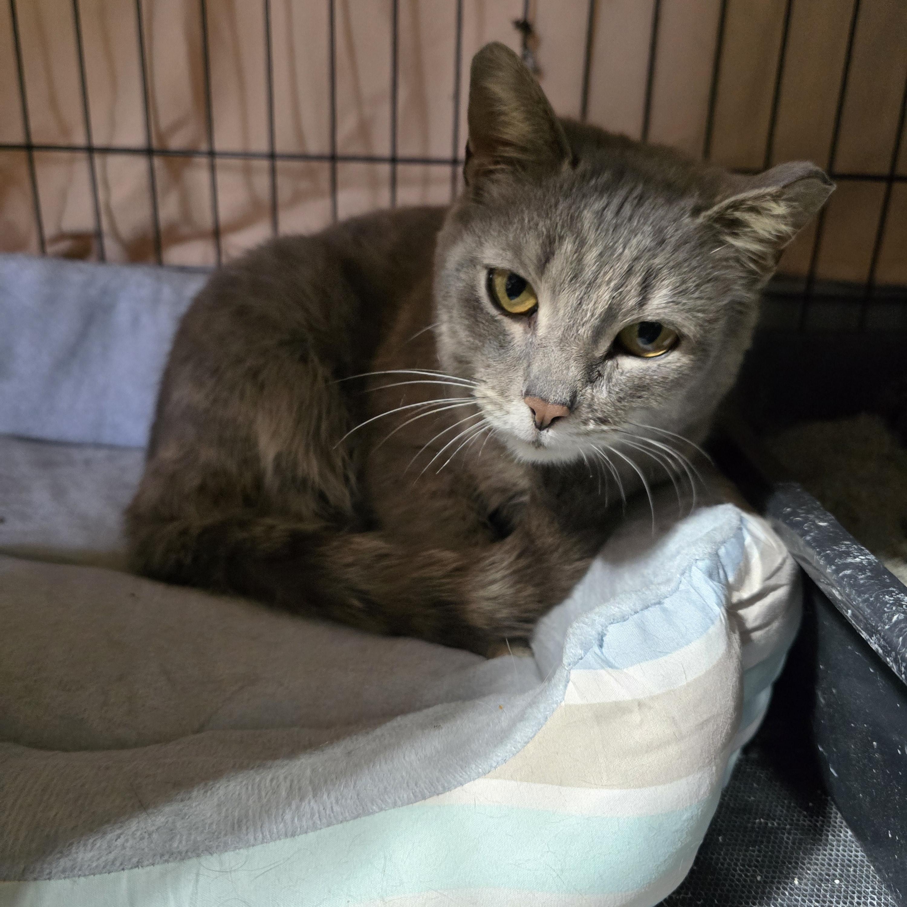 Enlarge Lovebug, an adopted Dilute Calico in East Lansing, MI image 2/6