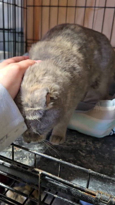 Enlarge Lovebug, an adopted Dilute Calico in East Lansing, MI video 3/6