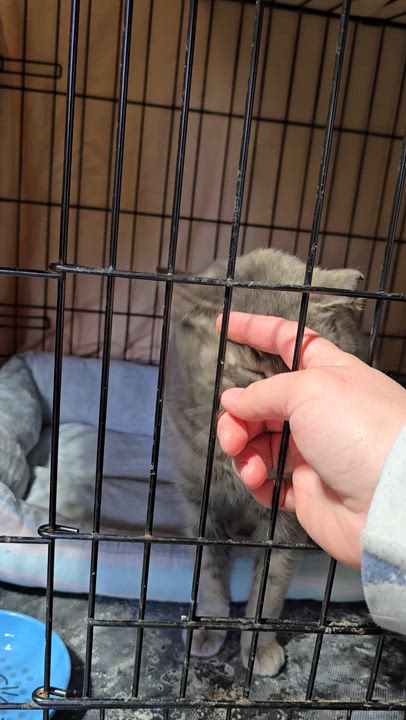 Enlarge Lovebug, an adopted Dilute Calico in East Lansing, MI video 5/6