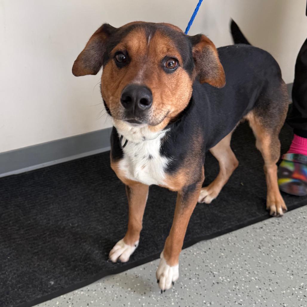 Spud, Adoptable, Adult Male Hound & Mixed Breed.