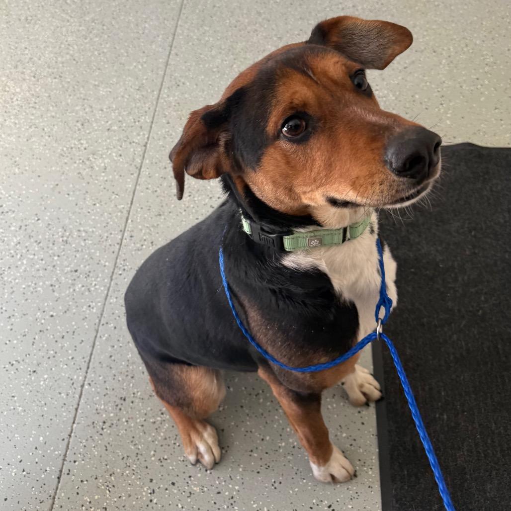 Enlarge Spud, a Adoptable mixed breed in Galax, VA image 2/6