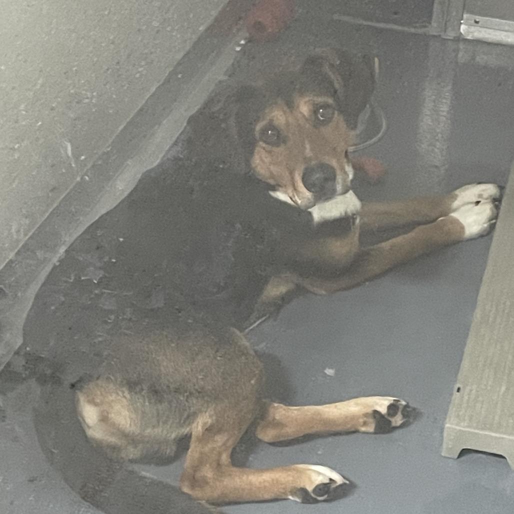 Enlarge Spud, a Adoptable mixed breed in Galax, VA image 5/6