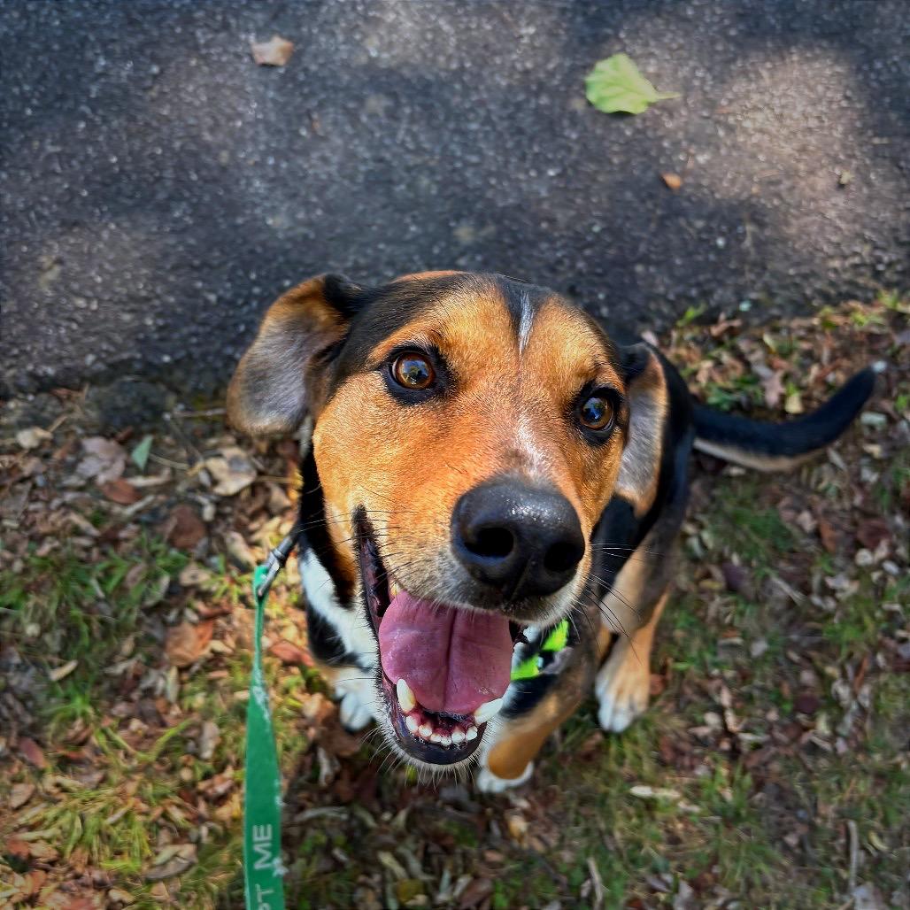 Enlarge Spud, a Adoptable mixed breed in Galax, VA image 6/6
