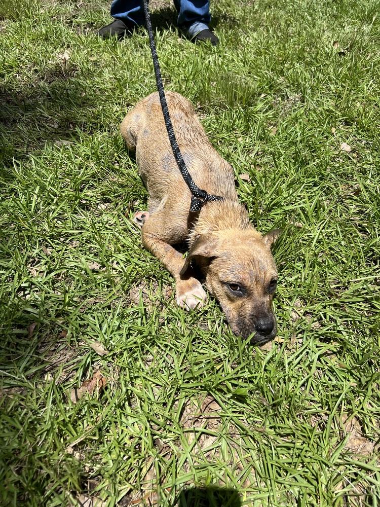 Enlarge Butterfly, a Adoptable mixed breed in New Bedford, MA image 1/5