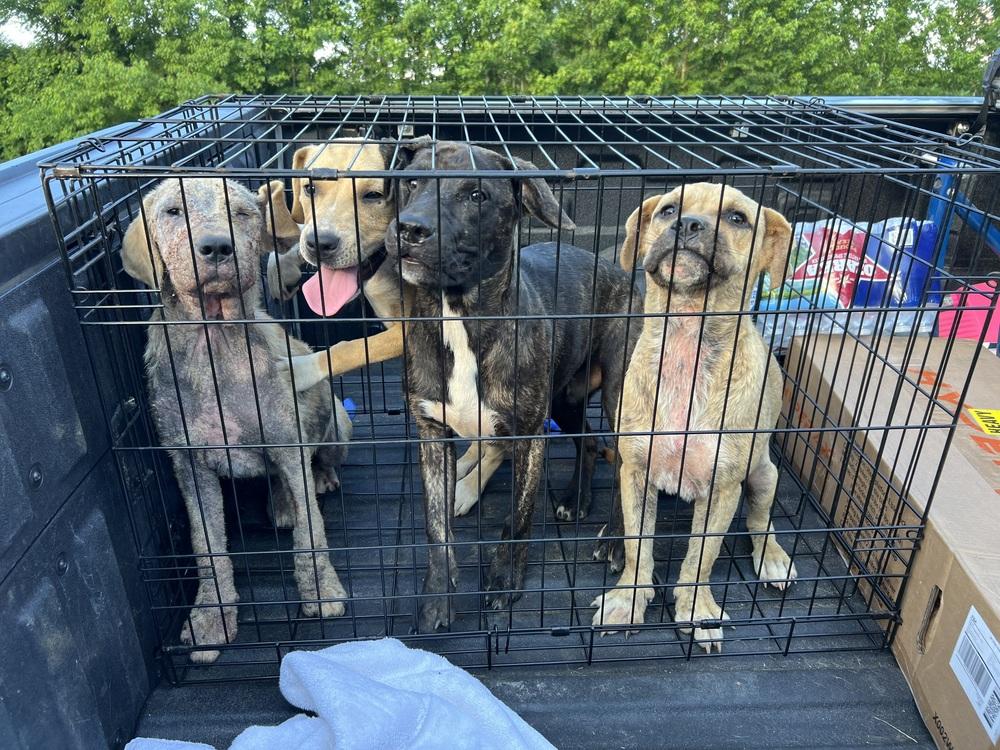 Butterfly thumbnail 2