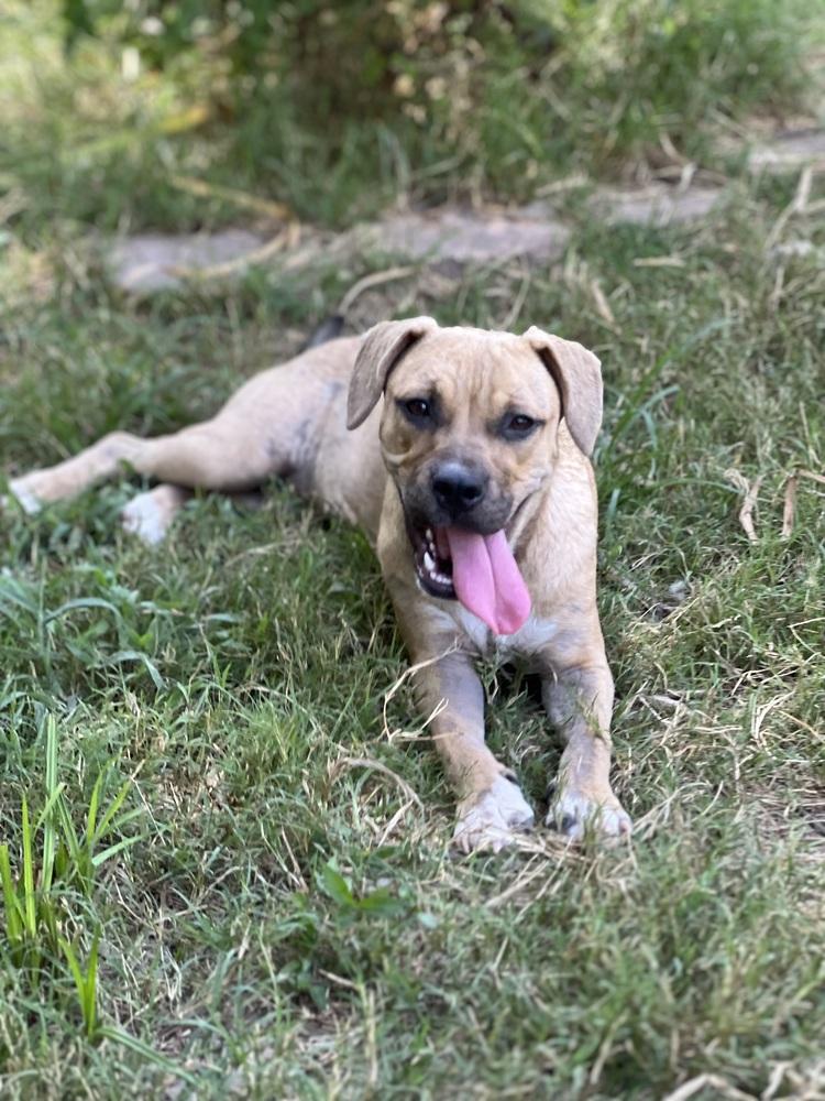 Enlarge Butterfly, a Adoptable mixed breed in New Bedford, MA image 3/5