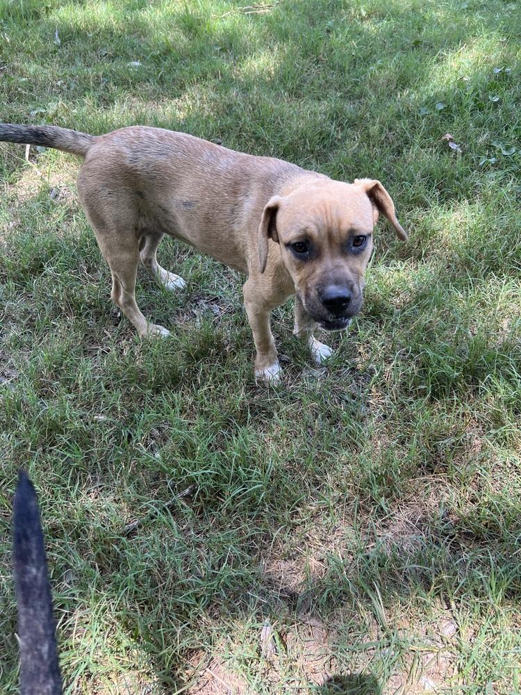 Enlarge Butterfly, a Adoptable mixed breed in New Bedford, MA image 4/5