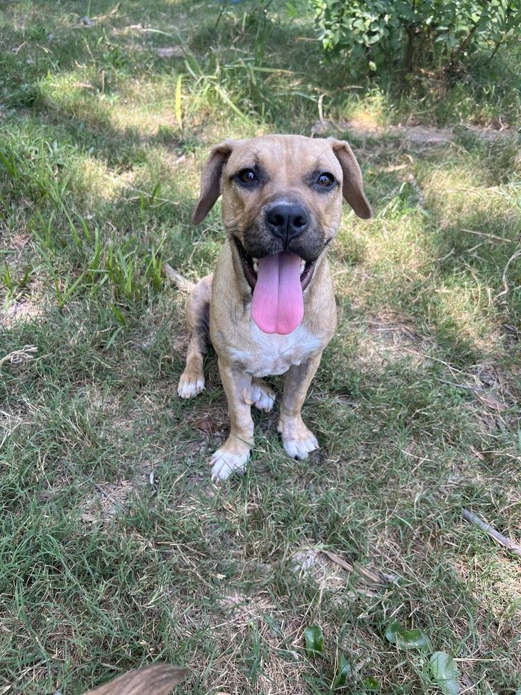 Enlarge Butterfly, a Adoptable mixed breed in New Bedford, MA image 5/5