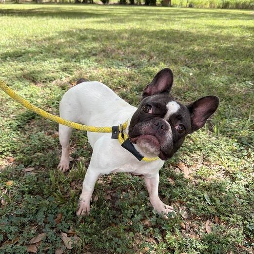 Enlarge Rhinoplasty, a Adoptable French Bulldog in Carencro, LA image 1/4