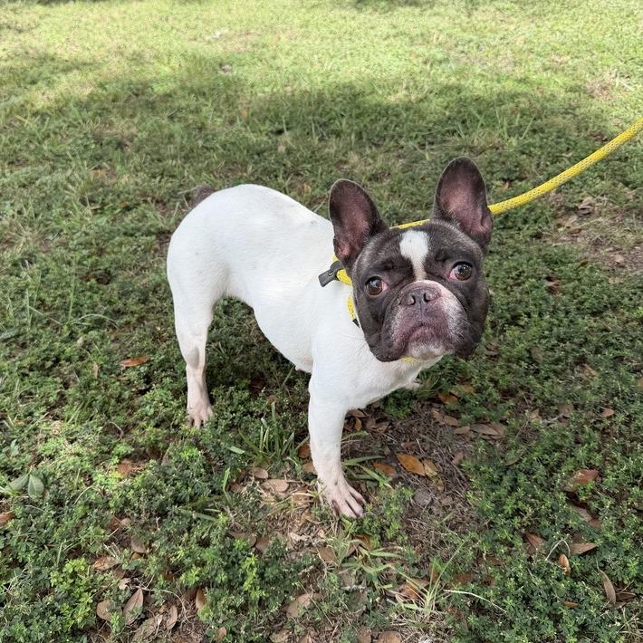 Enlarge Rhinoplasty, a Adoptable French Bulldog in Carencro, LA image 2/4