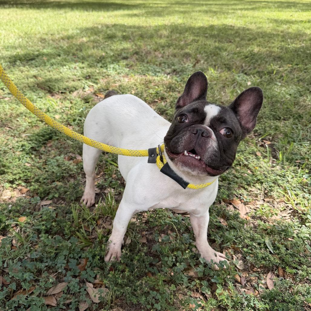 Enlarge Rhinoplasty, a Adoptable French Bulldog in Carencro, LA image 3/4