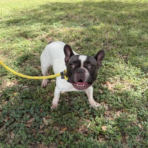 Enlarge Rhinoplasty, a Adoptable French Bulldog in Carencro, LA image 4/4