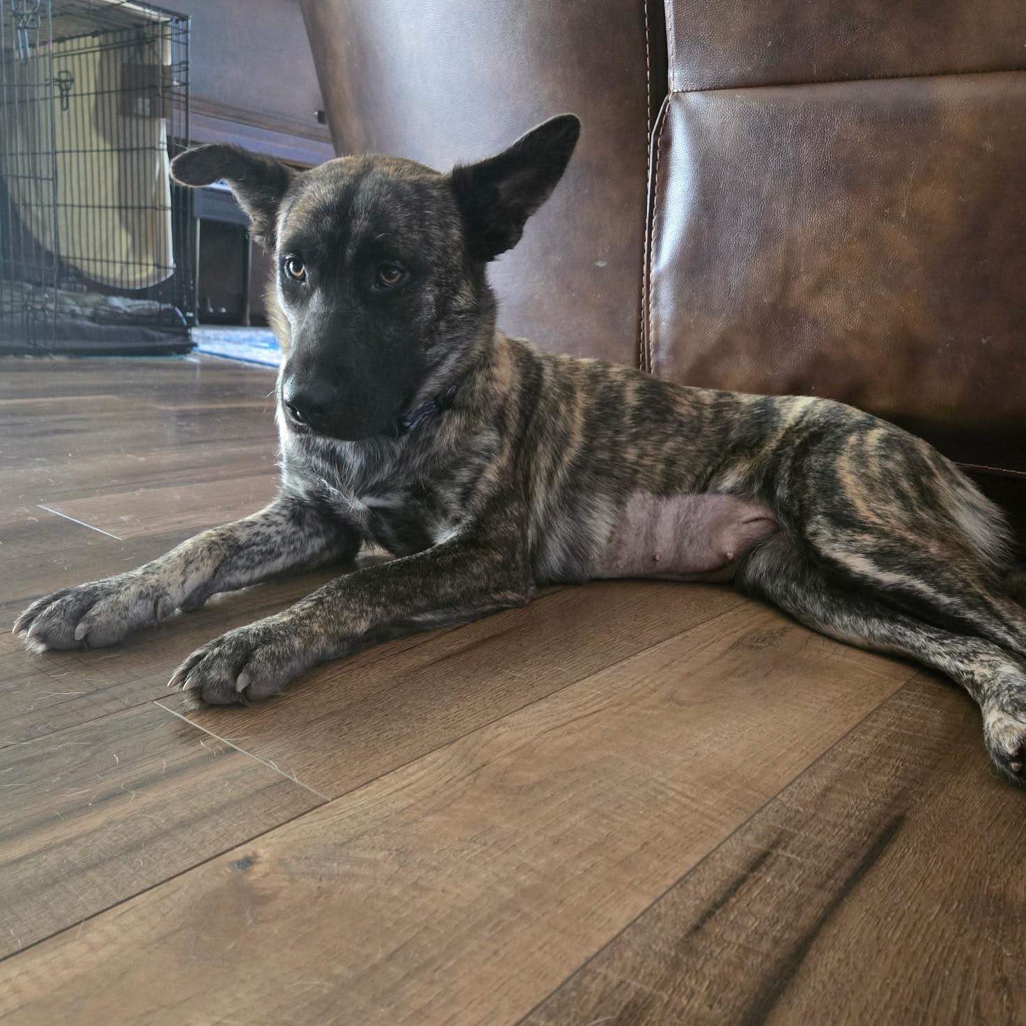 Enlarge Matisse, a Adoptable mixed breed in La Mesa, CA image 1/5