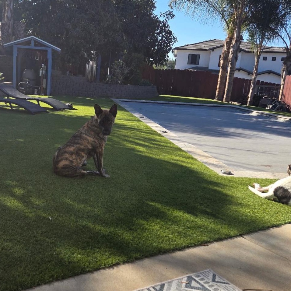 Enlarge Matisse, a Adoptable mixed breed in La Mesa, CA image 5/5