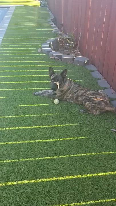 Enlarge Matisse, a Adoptable mixed breed in La Mesa, CA video 3/5