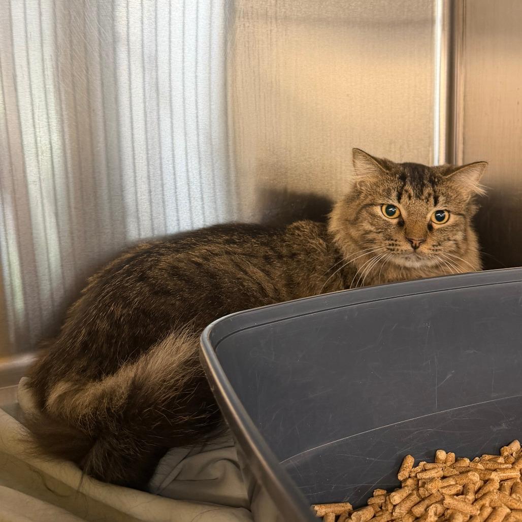 Mo, Adoptable, Young Male Domestic Long Hair.