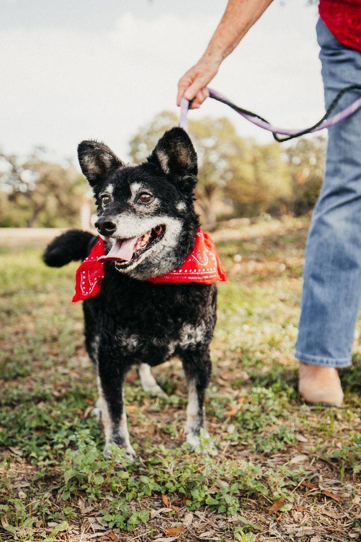 Senor, an adoptable Shiba Inu, Poodle in Williston, VT, 05495 | Photo Image 2