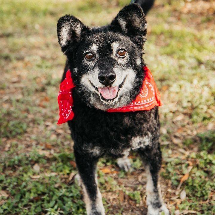 Senor, an adoptable Shiba Inu, Poodle in Williston, VT, 05495 | Photo Image 1