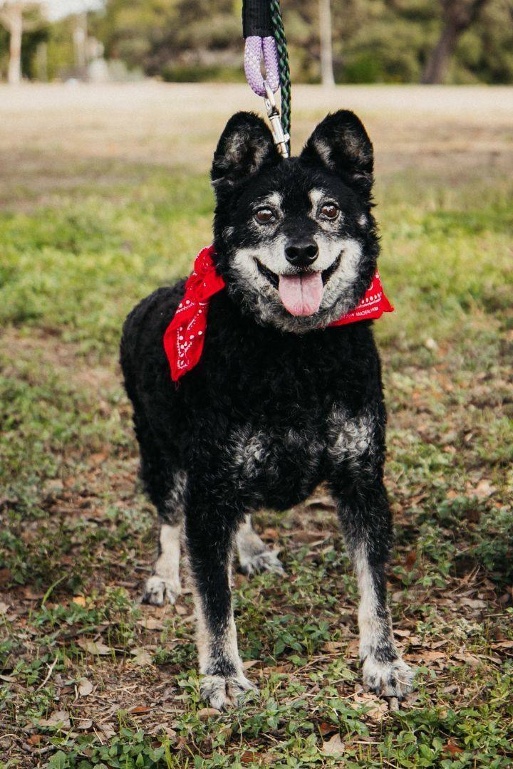Senor, an adoptable Shiba Inu, Poodle in Williston, VT, 05495 | Photo Image 3
