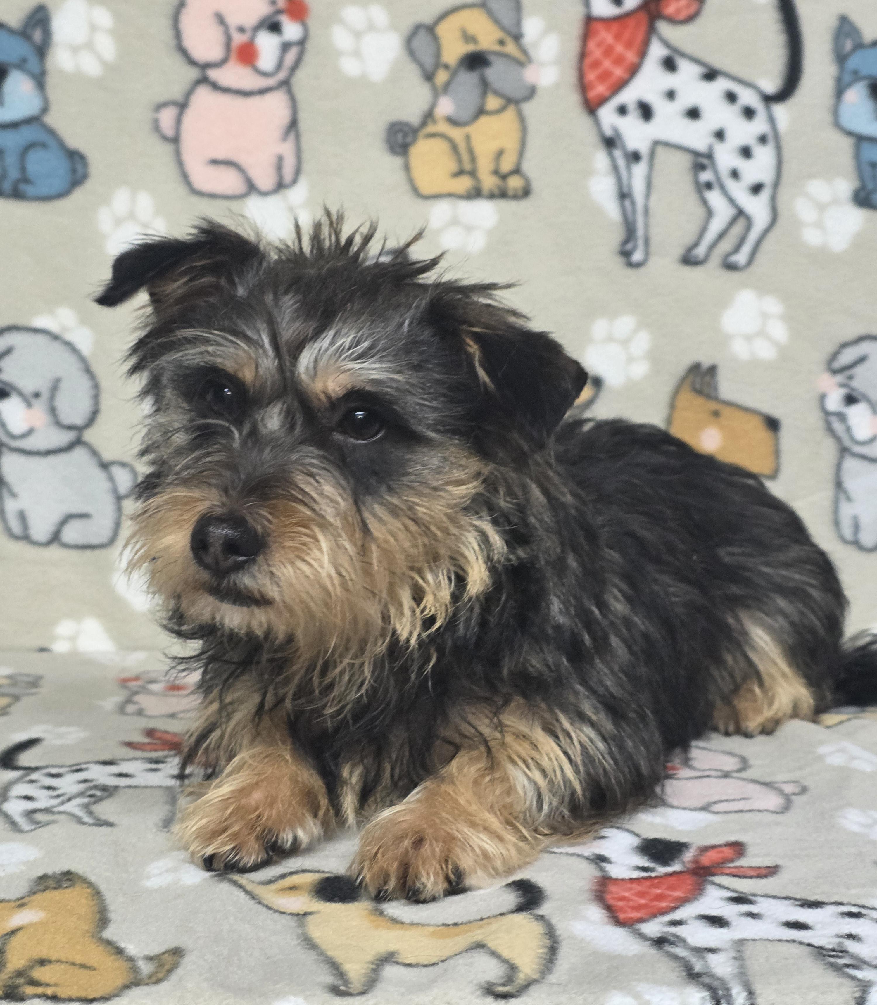 Choco - PENDING!, adopted, Young Male Miniature Schnauzer.