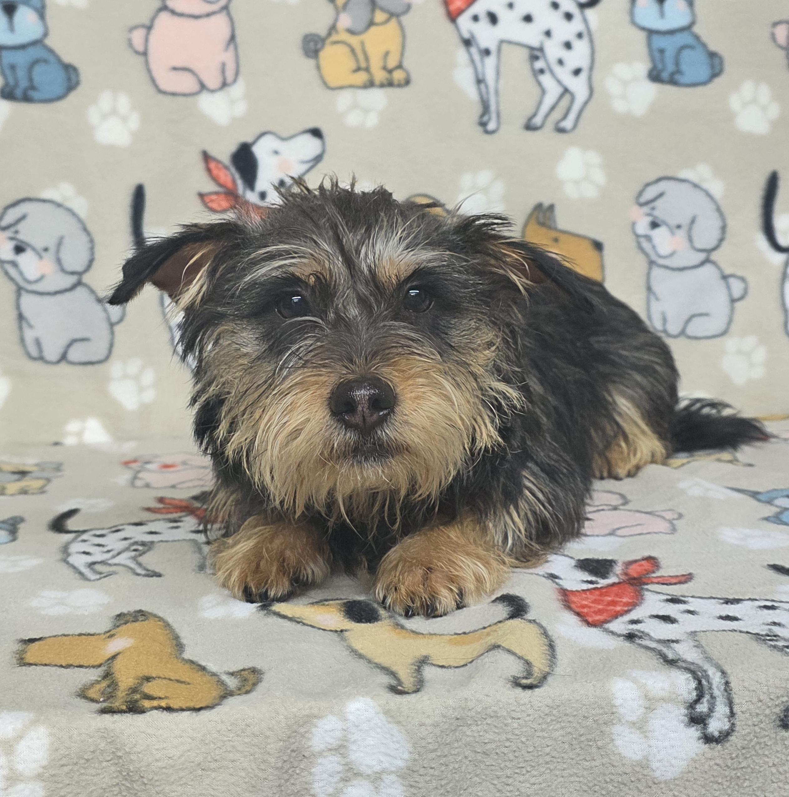 Choco - PENDING!, an adopted mixed breed in Dallas, GA image 2/2