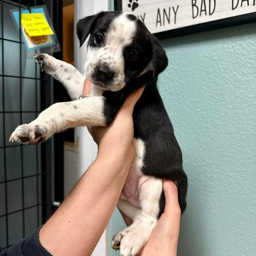 Pinto, Adoptable, Puppy Male Mixed Breed.
