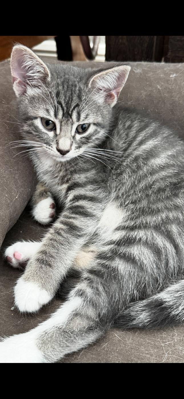 Sparkles, Adopted, Kitten Male Domestic Short Hair & Tabby.