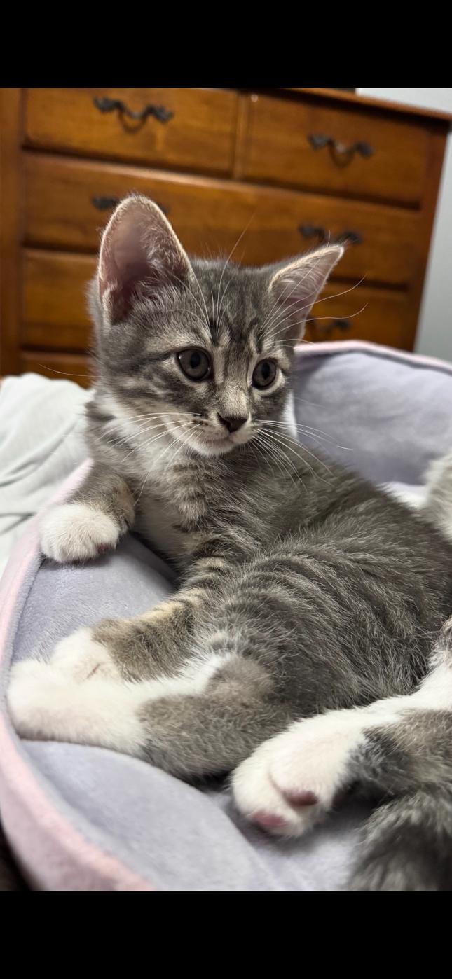 Sparkles, a Adopted mixed breed in Frisco, TX image 2/3