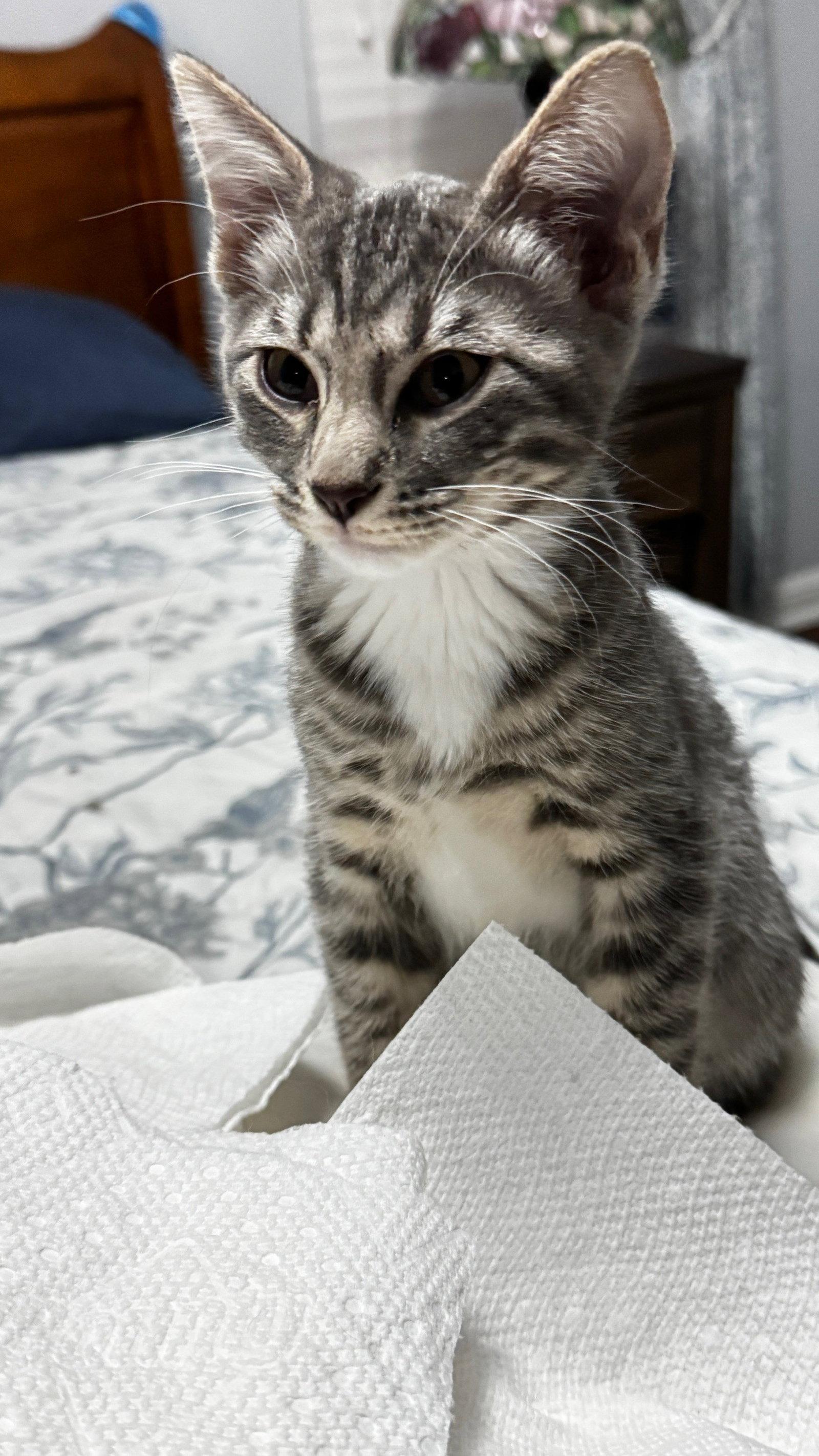 Sparkles, a Adopted mixed breed in Frisco, TX image 3/3