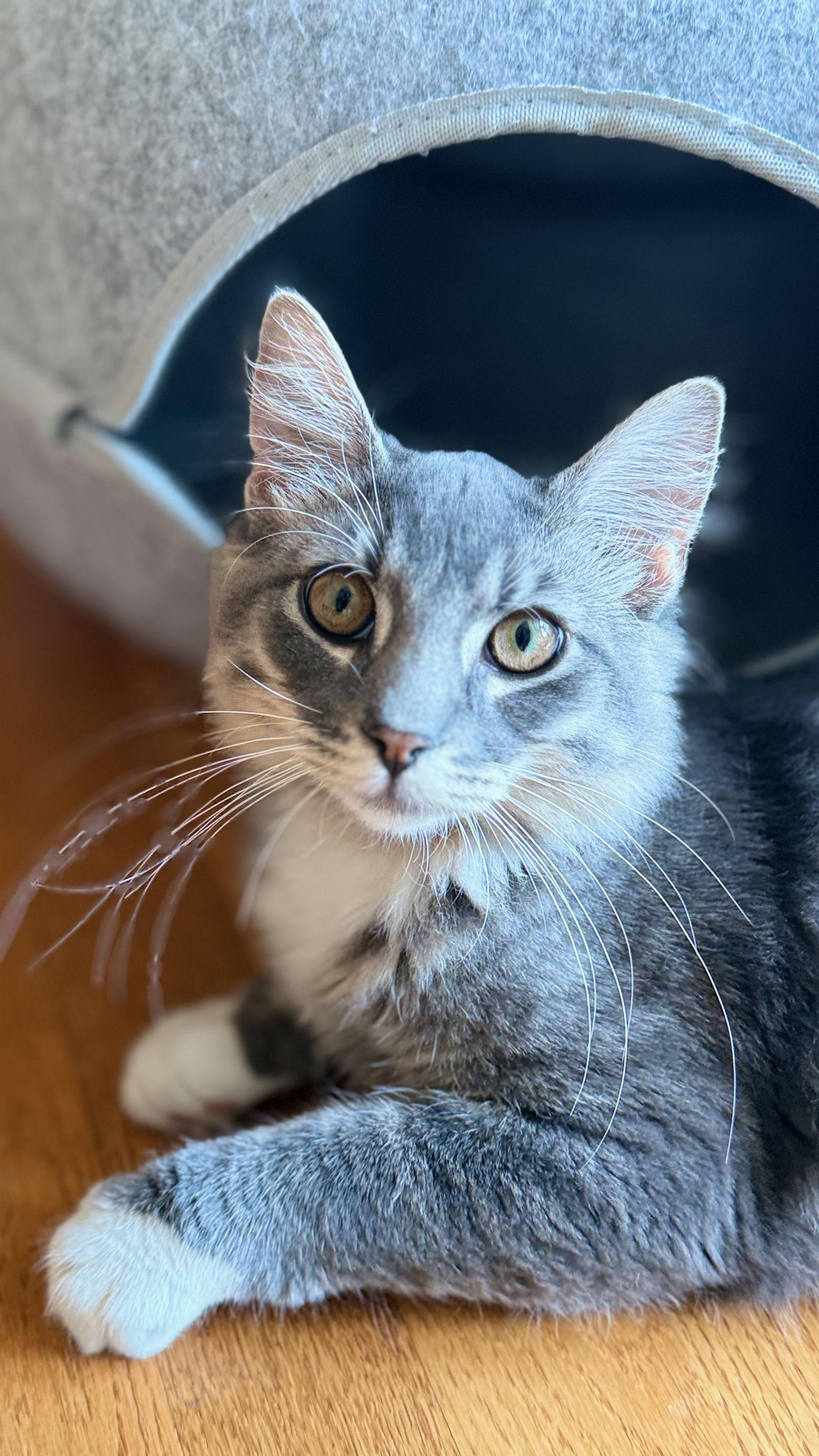 Enlarge Marlin, a Adopted Domestic Long Hair in Greenville, IL image 1/2