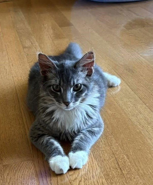 Enlarge Marlin, a Adopted Domestic Long Hair in Greenville, IL image 2/2