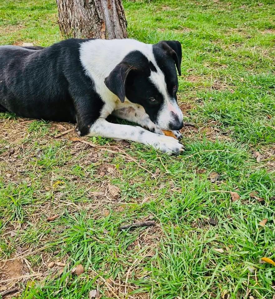 Enlarge Millie, a Adoptable mixed breed in Bassett, VA image 3/6