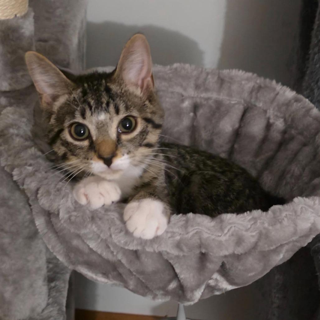 Enlarge Jill ARC2026-471, a Adoptable Extra-Toes Cat / Hemingway Polydactyl in Akron, NY image 1/2