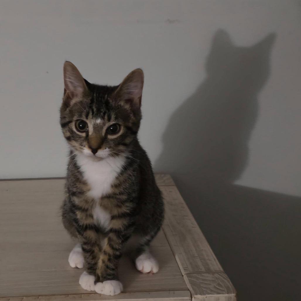 Enlarge Jill ARC2026-471, a Adoptable Extra-Toes Cat / Hemingway Polydactyl in Akron, NY image 2/2