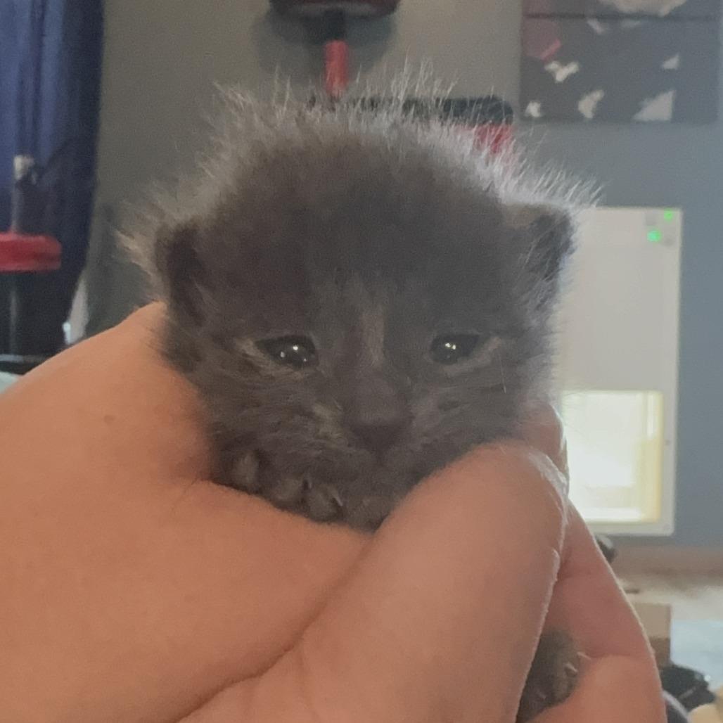 Smee, Adoptable, Kitten Female Domestic Medium Hair.