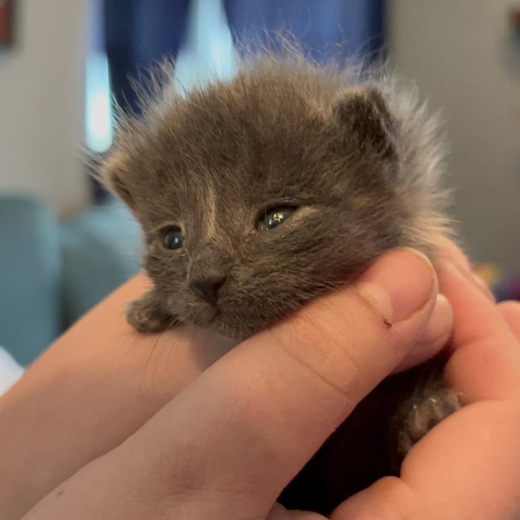 Enlarge Smee, a Adoptable Domestic Medium Hair in Delaware, OH image 3/3