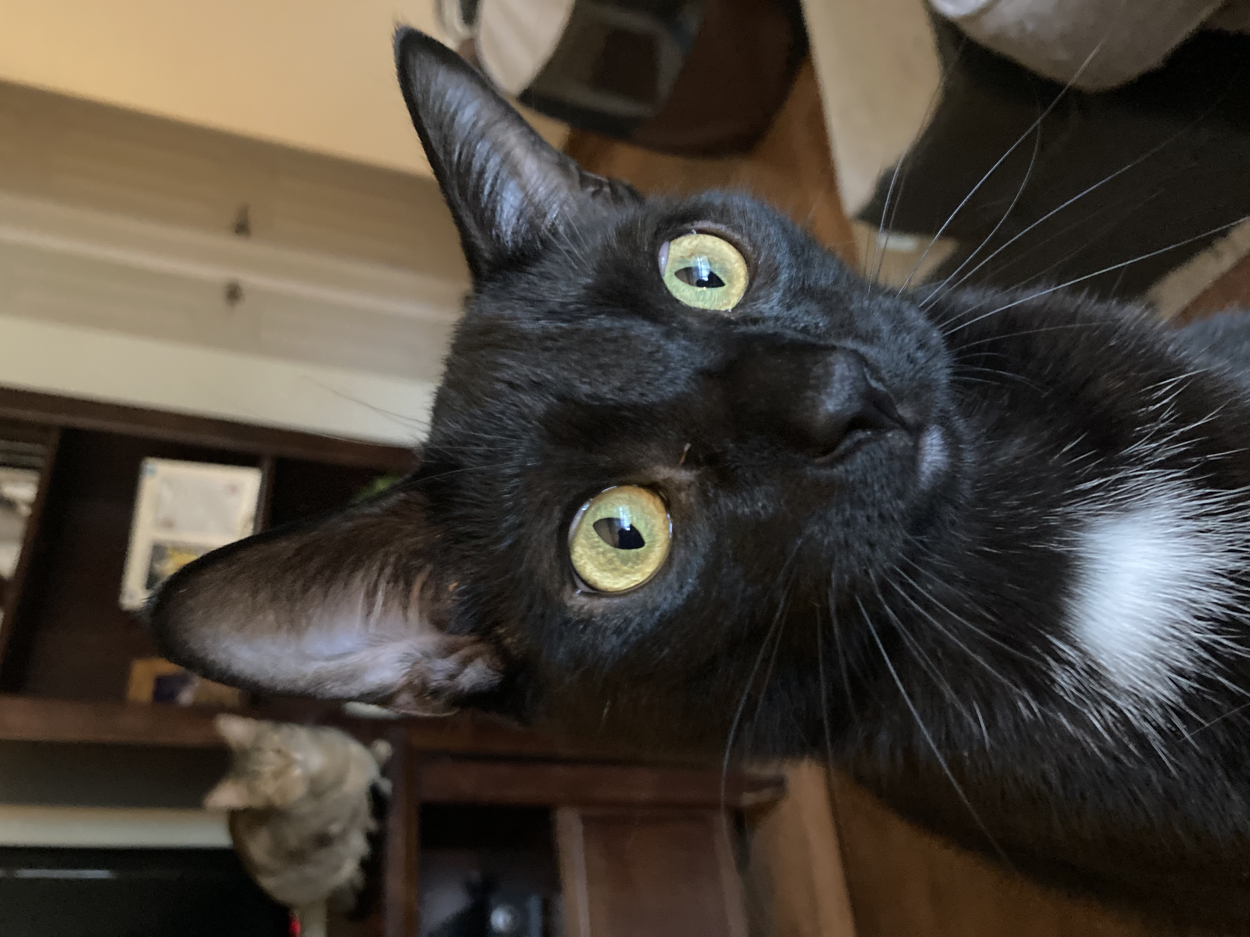 Jack, Adoptable, Young Male Domestic Short Hair.