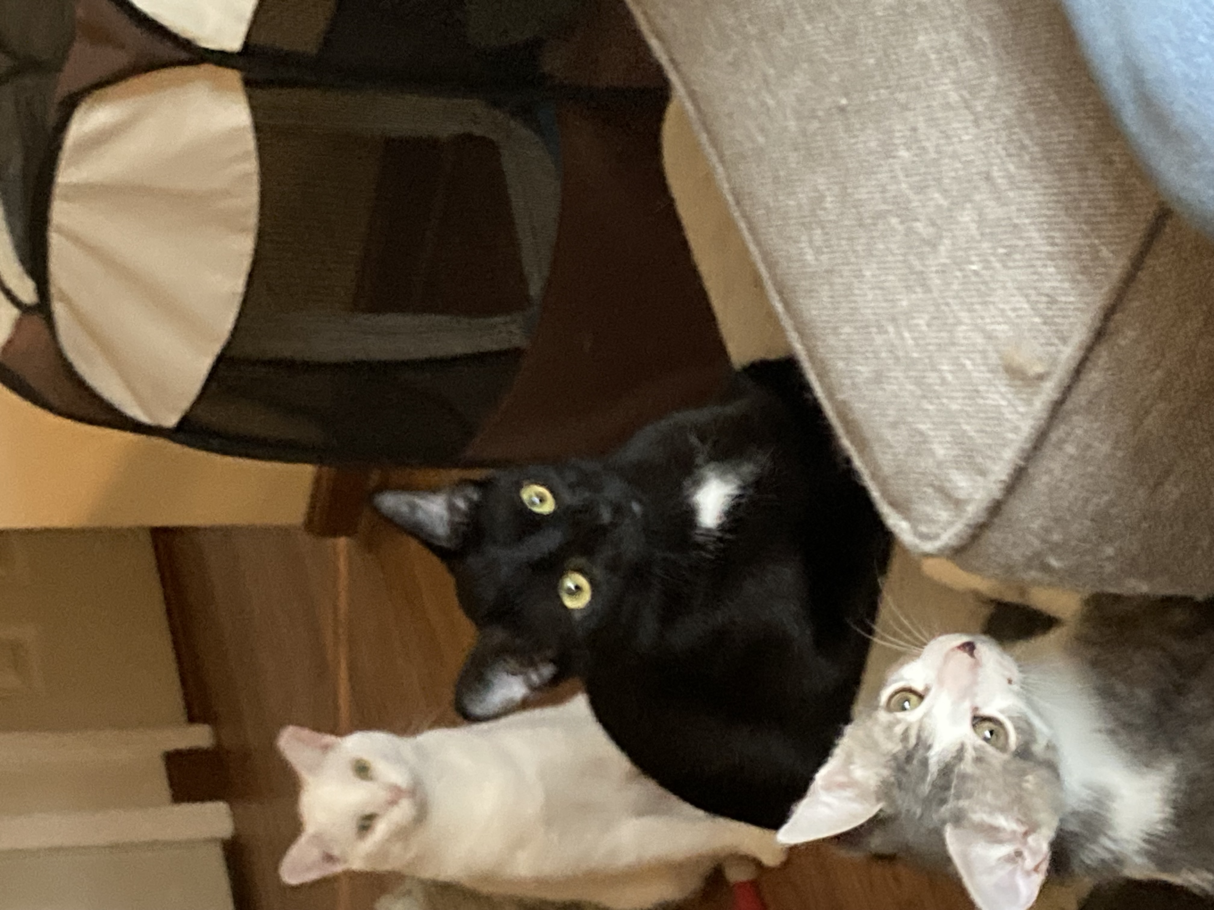 Enlarge Jack, a Adoptable Domestic Short Hair in Cleveland, OH image 3/5