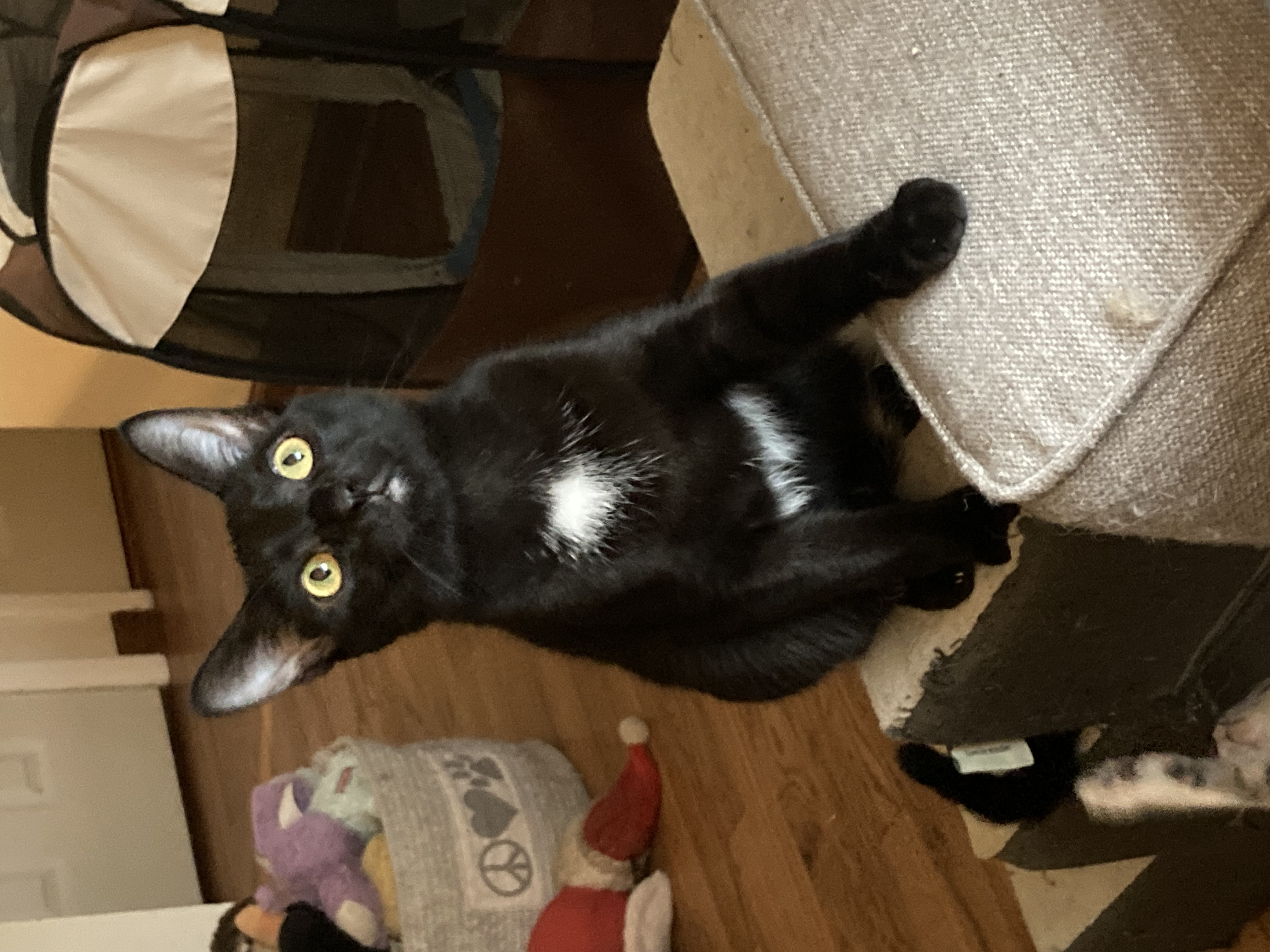 Enlarge Jack, a Adoptable Domestic Short Hair in Cleveland, OH image 4/5