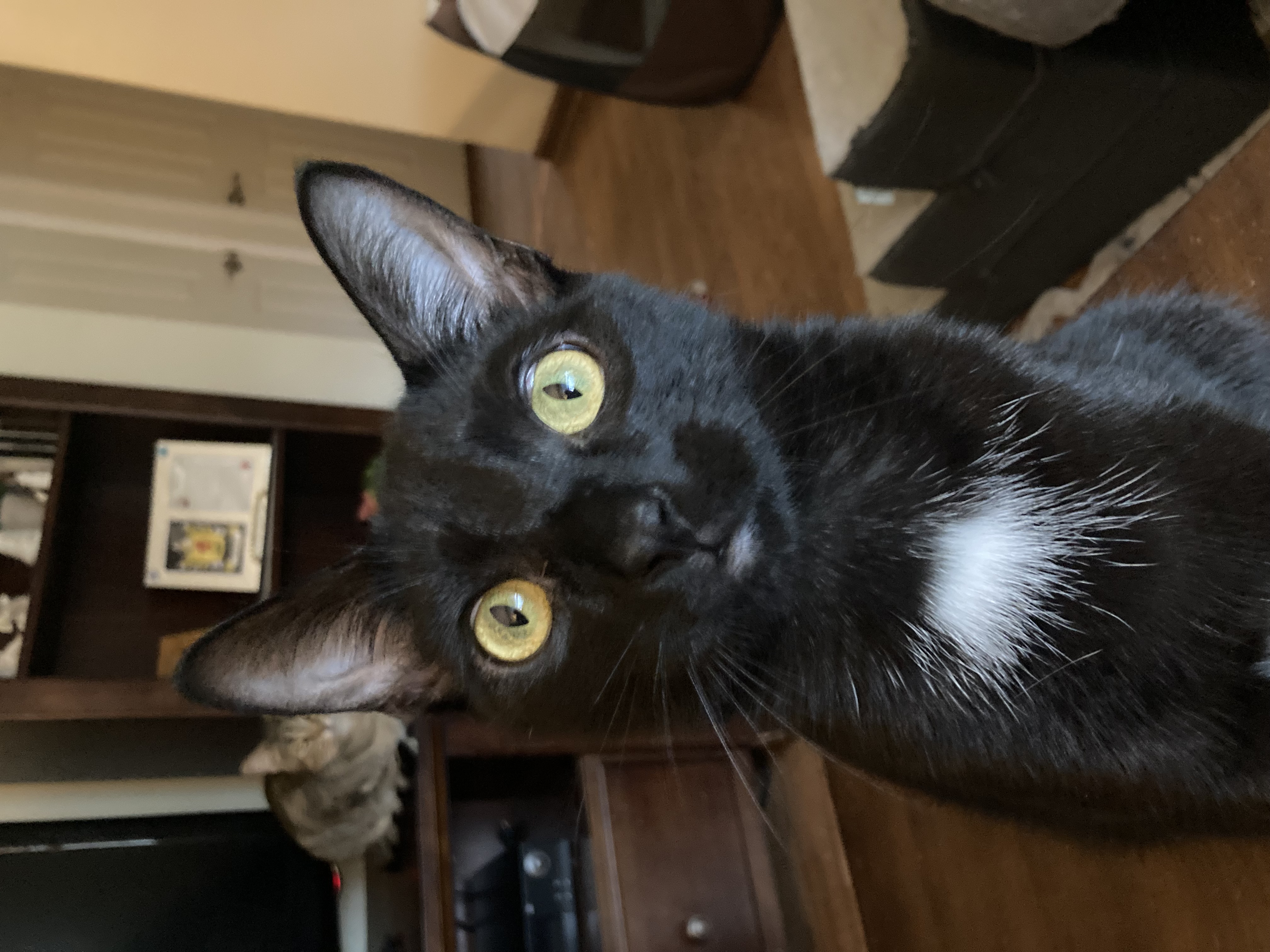 Enlarge Jack, a Adoptable Domestic Short Hair in Cleveland, OH image 5/5