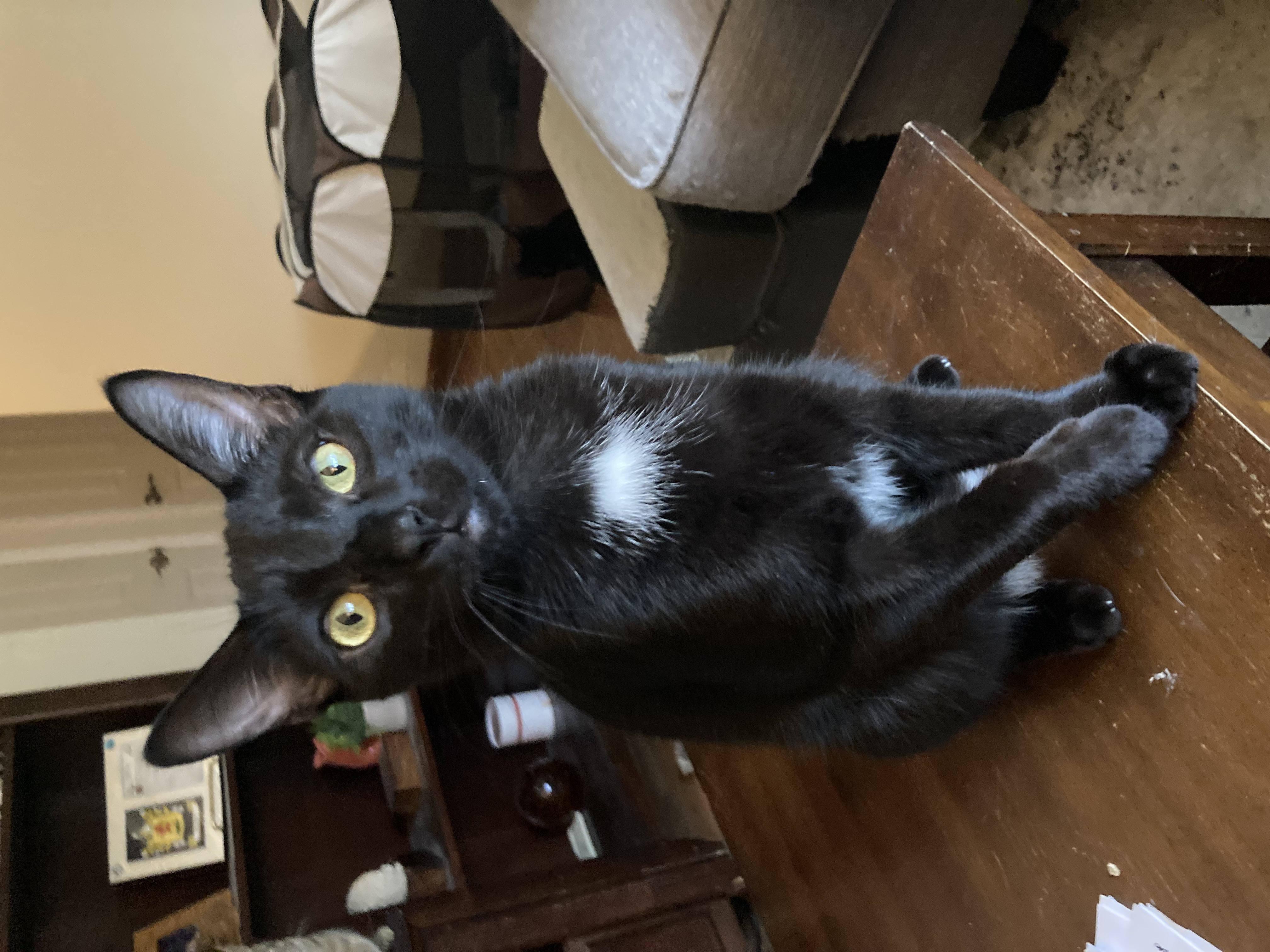 Enlarge Jack, a Adoptable Domestic Short Hair in Cleveland, OH image 1/5
