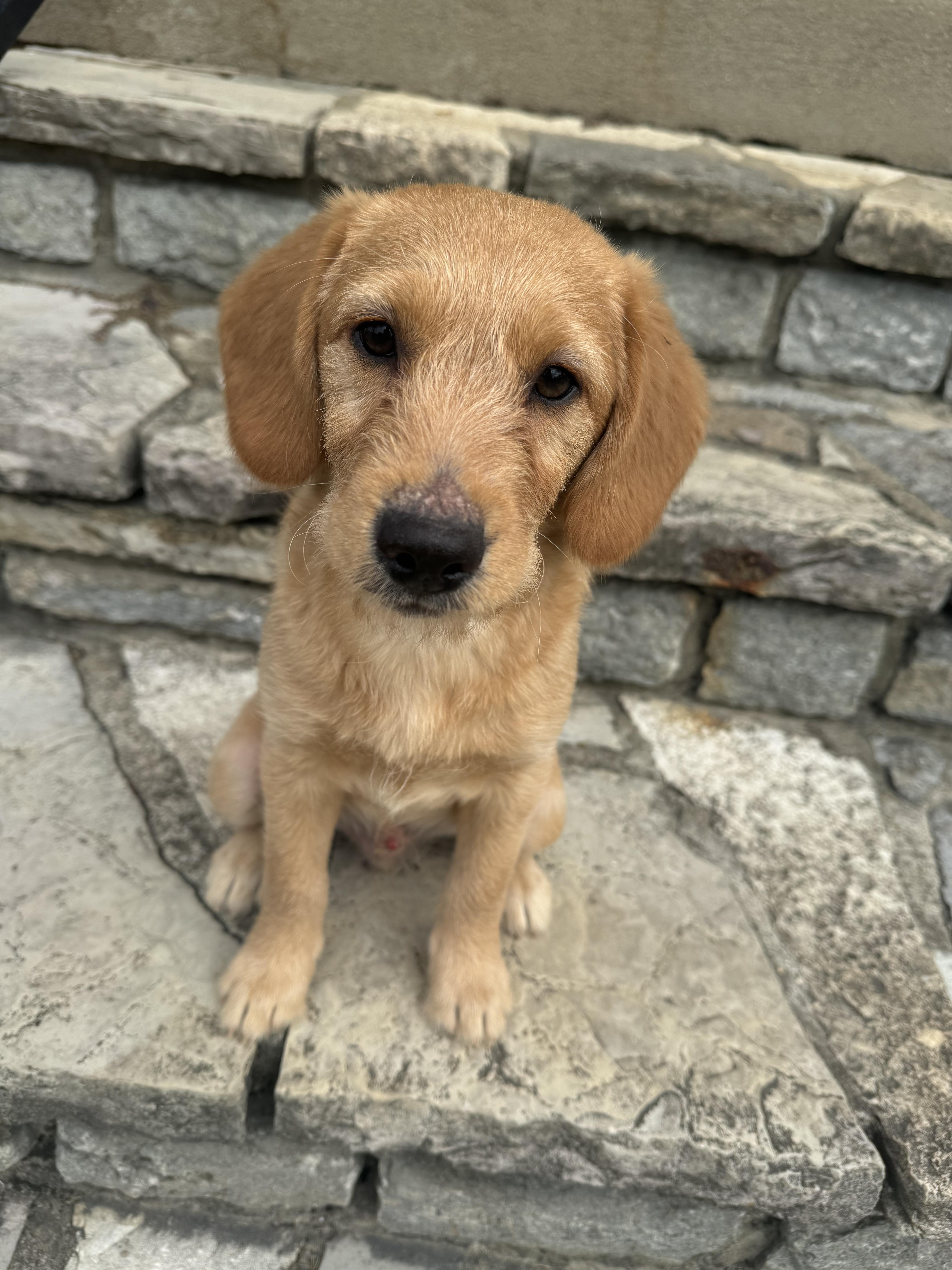 Enlarge Lake, a Adopted mixed breed in Cincinnati, OH image 1/6