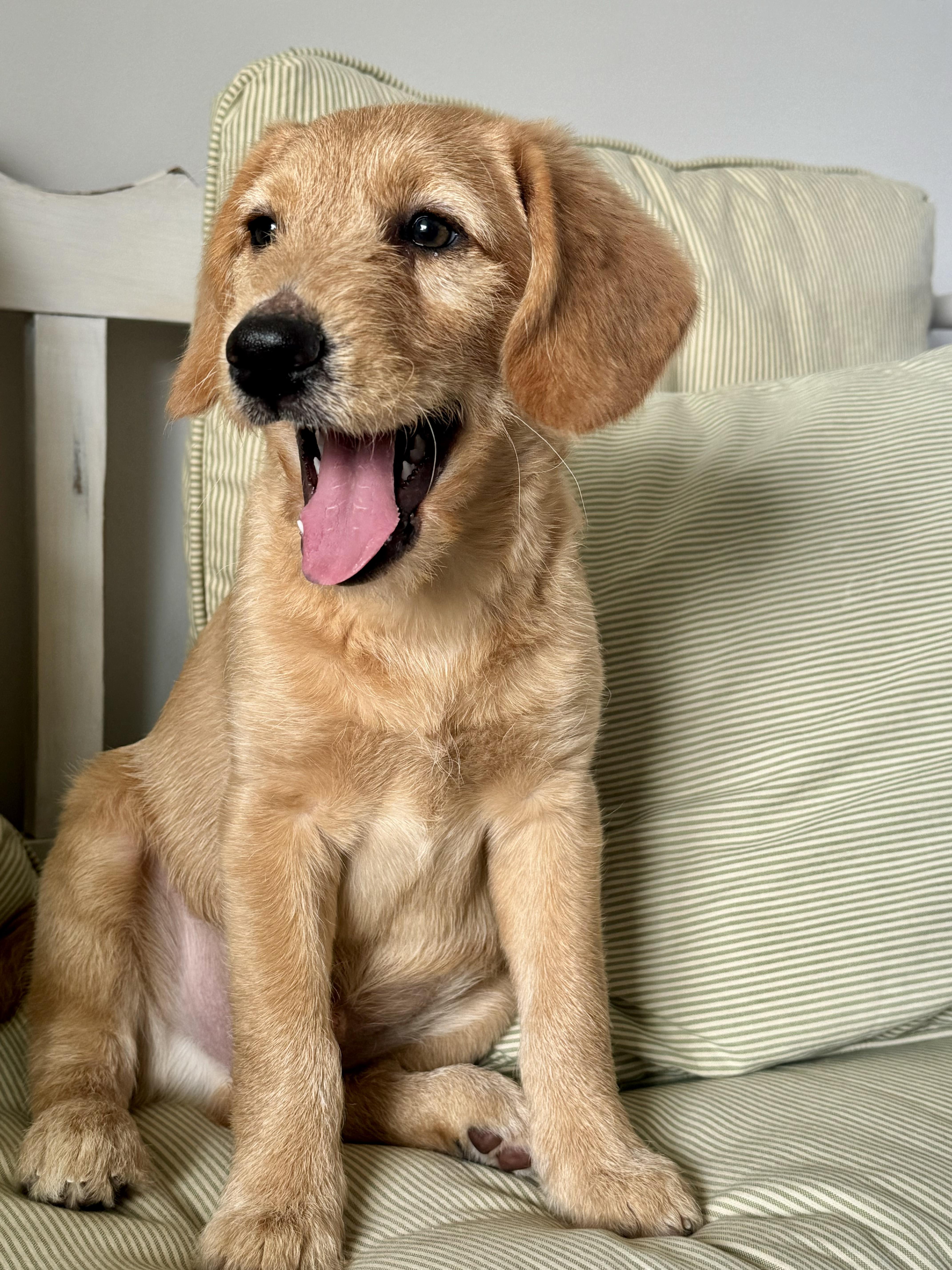 Enlarge Lake, a Adopted mixed breed in Cincinnati, OH image 2/6