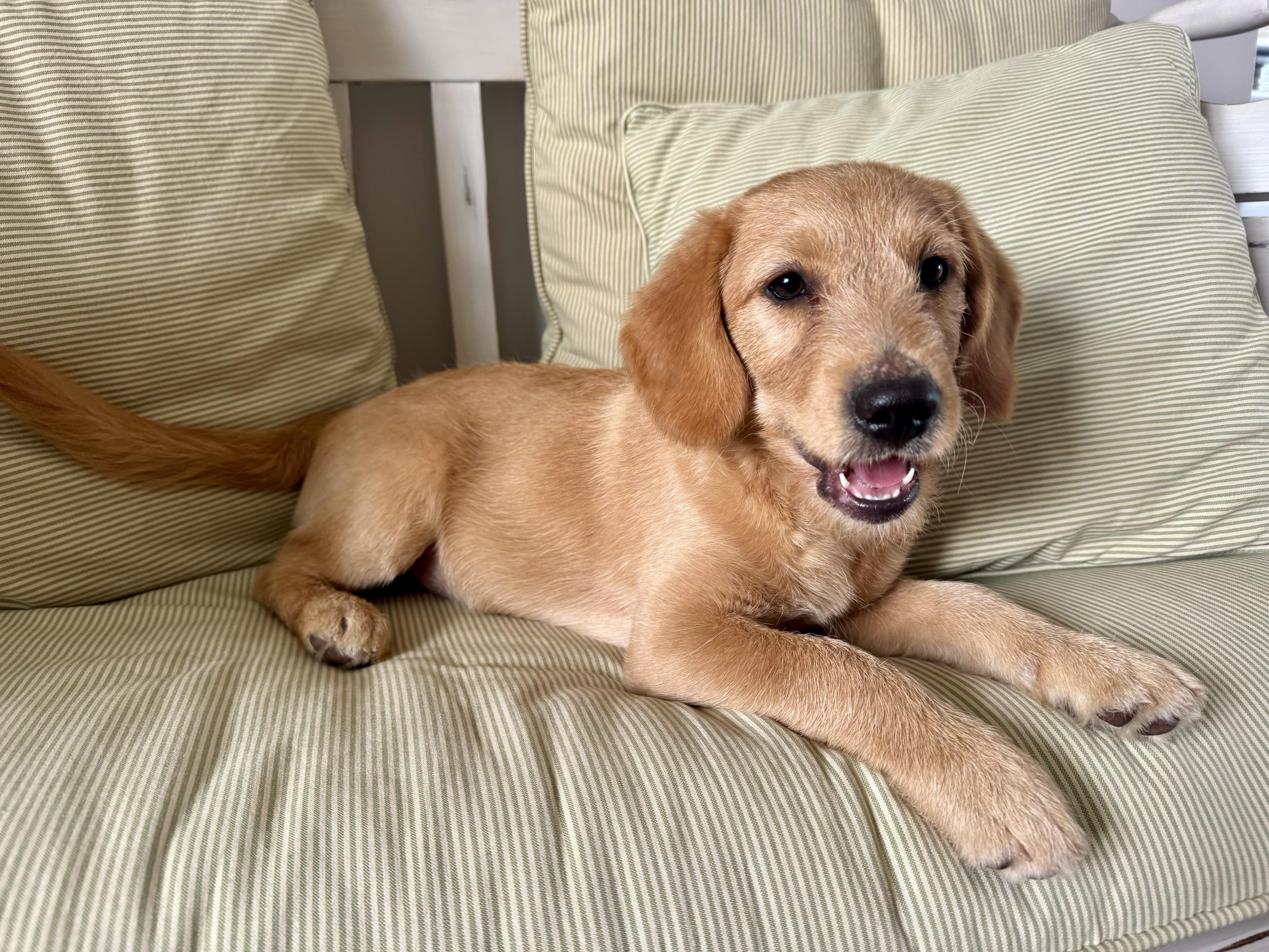 Enlarge Lake, a Adopted mixed breed in Cincinnati, OH image 3/6